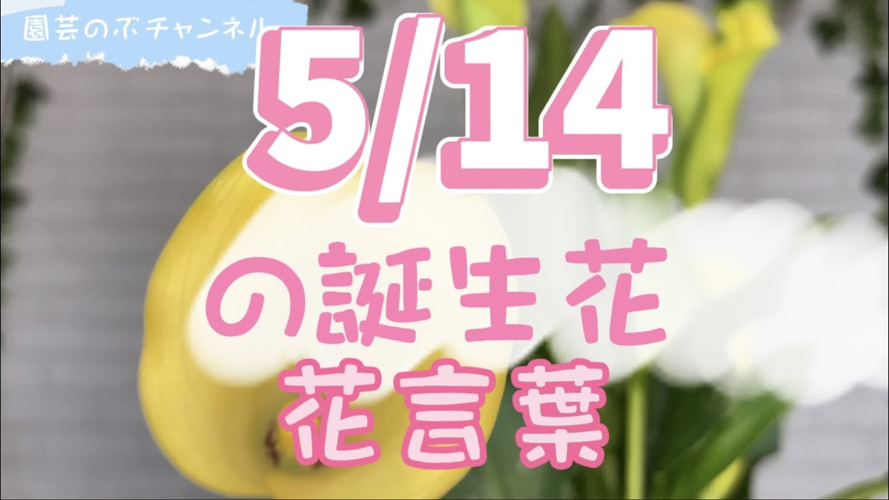 5/14の誕生花と花言葉【園芸のぶチャンネル】【5月】【14日