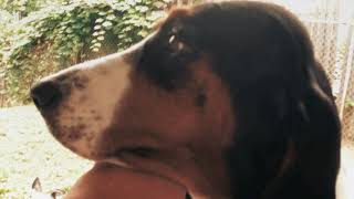 Maggie..our Precious Hound Dog 2008-2018