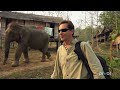 Elephants Are Paying A Steep Price in Laos ('Angry Planet'  Episode 4 Clip)