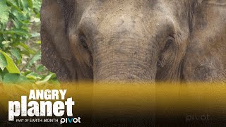 Elephants Are Paying A Steep Price In Laos Angry Planet Episode 4 Clip