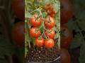 The Soil Secret for Bigger Tomato Harvests 🍅🌱