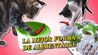 ¿Por qué TU GATO necesita GANARSE SU ALIMENTO con comederos de actividad o interactivos?