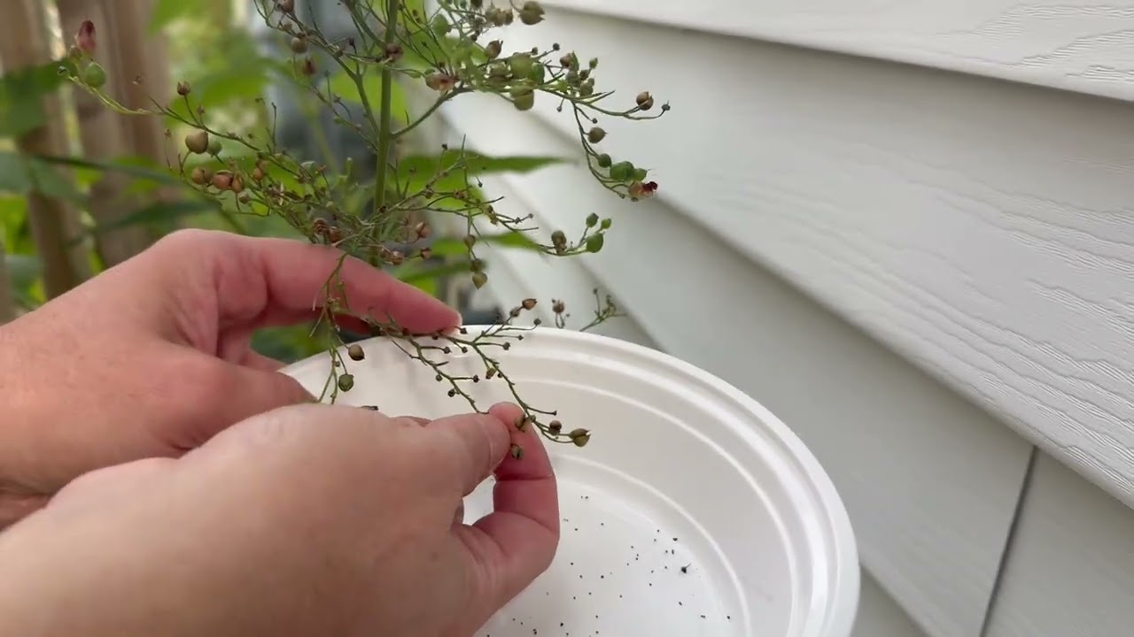 How to harvest Figwort (Scrophularia) seeds 