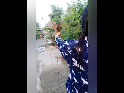 Javan Owlet step by step training