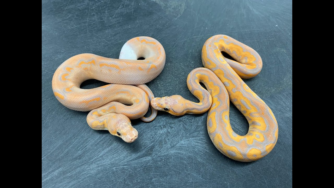 Insane Clown Ball Python clutch! - YouTube