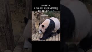 2025.10.16. 사랑이의 댄스댄스🐼🎶🎵#아이바오 #아기바오#이뻐이뻐#러바오 #루이바오#후이바오#바오패밀리#판다월드#에버랜드#강철원주키퍼님#송영관주키퍼님#오승희주키퍼님