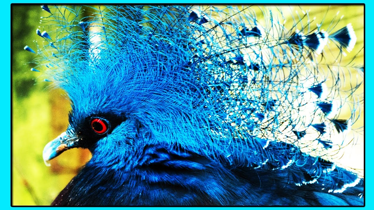 Венценосный Веероносный Голубь-Очень Редкая Невероятно Красивая Птица