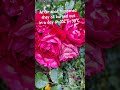 #heatwave #garden #flowergarden #ihavethisthingwithplants #nature #flowerslovers #lanct #gardenshort