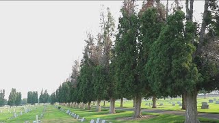 Grant helps bring new life to trees at Nampa's Kohlerlawn Cemetery
