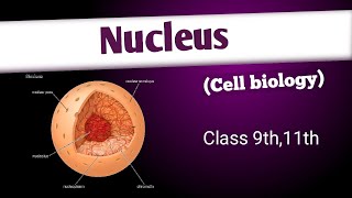 Nucleus| structure composition and functions| cell | cell biology