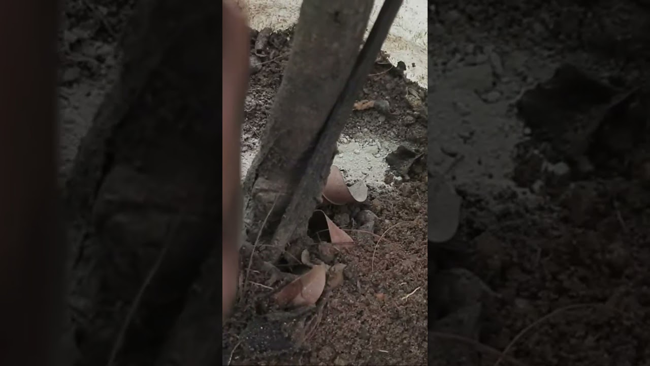 How to grow more sapota _ Best organic Bone Meal fertilizer _ sapota plant care 