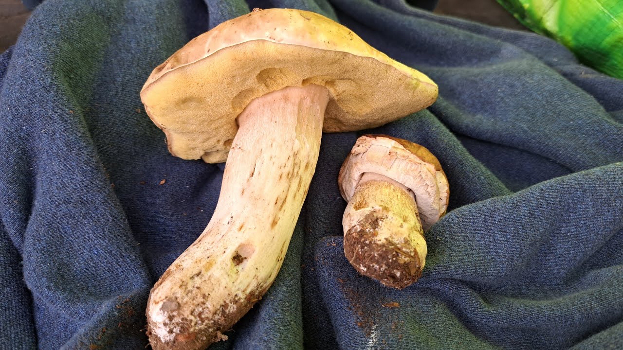 FUNGHI PORCINI 2022 FACCIO UNA "NAPOLI" CON IL PORCINO DEL 30