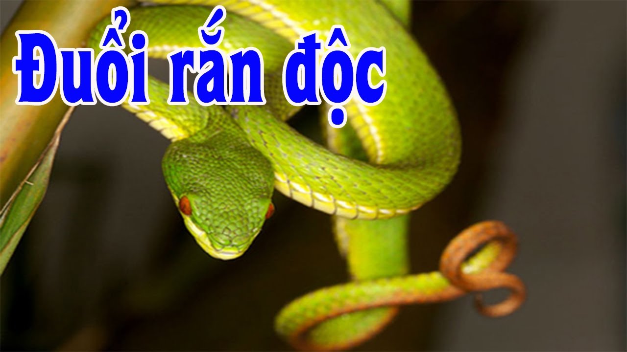 Nguy hiểu loài rắn độc, Rắn sợ gì nhất để đuổi rắn hiệu quả ra khỏi nhà ...