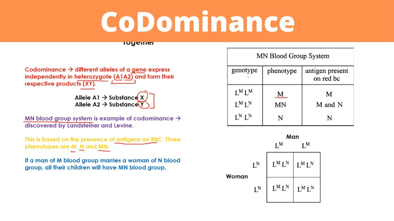 CoDominance Genetics YouTube CoDominance Genetics YouTube
