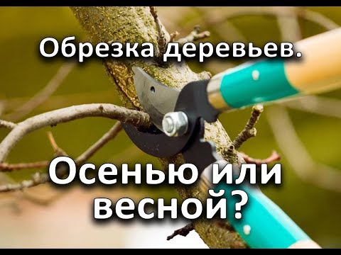 Когда лучше обрезать деревья? Осенью или весной?