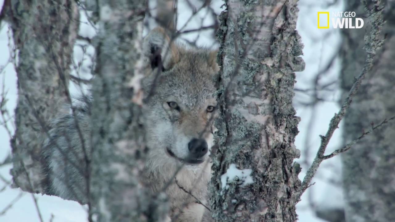 Le Loup Gris Youtube