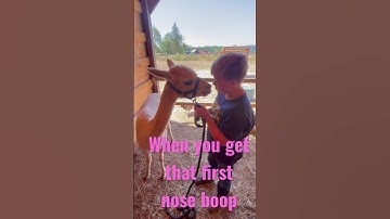 Alpaca nose boop #alpaca #alpacalovers #farmlife