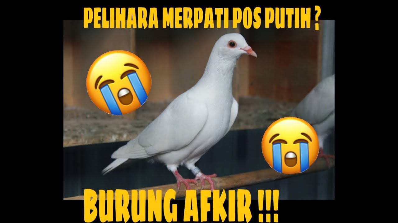 KELEMAHAN VS KELEBIHAN MERPATI POS PUTIH | MERPATI POS PUTIH BURUNG