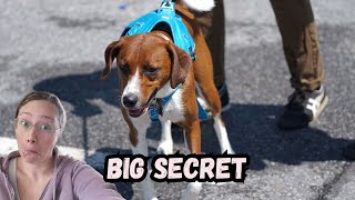 Nr. 1 Reason Why Your Dog PULLS & REACTS on Leash - NOBODY Talks About This