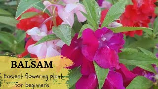 How to grow Balsam flowers||Summer flowering plant||Easy to grow flowering plant from seeds