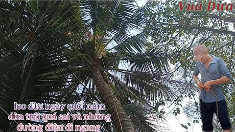 Vua Dừa Miền Tây//leo cây dừa xưa rất cao trái quá sai có nhiều đường điện đi ngang ngày 26 tết
