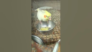 morning#all#birds#soft food #shortsvideo#shorts