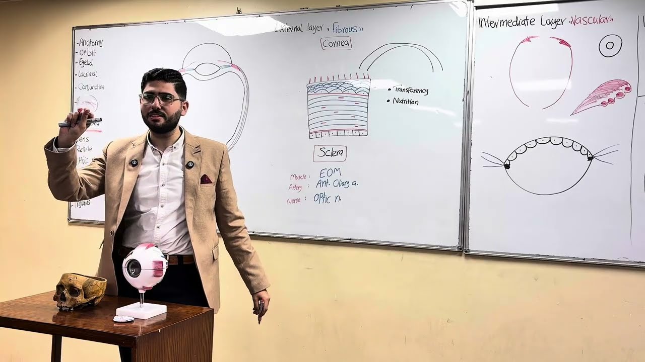 Lec1 Anatomy of the eye