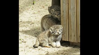 Котята манулов вышли на прогулку вместе с мамой. Маму заинтересовала белка 31.05.2024