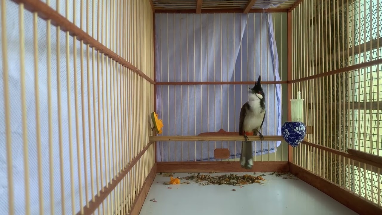 Bird Singing Sounds for Sleep, Study & Relaxation 