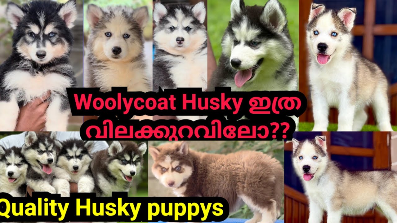  Woolycoat Husky ഇത്ര വിലക്കുറവിലോ??🤔 Wooly coat Blue eye puppys ❤Quality Husky puppys low price 🚨D4