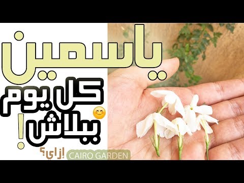 فيديو: نبات ياسمين (ياسمين في البر): وصف الأصناف ، وميزات الزراعة