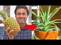 Grow Pineapple Plant from Grocery Store Bought Pineapple