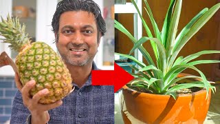 Grow Pineapple Plant from Grocery Store Bought Pineapple