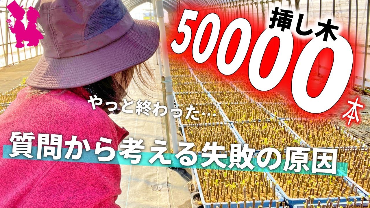【挿し木】5万本挿し終えたので、よくある質問に答えていきます！