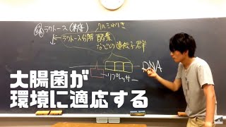 オペロン説②（ラクトースオペロン）　高校生物