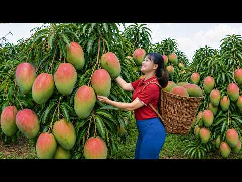 Harvesting Giant 2KG Mangoes to Sell at the Market | Giant Mangoes Everyone Wants