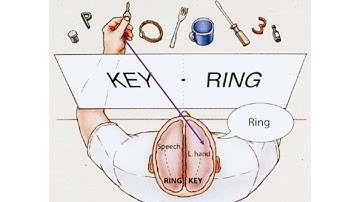 2.  Split Brain Research