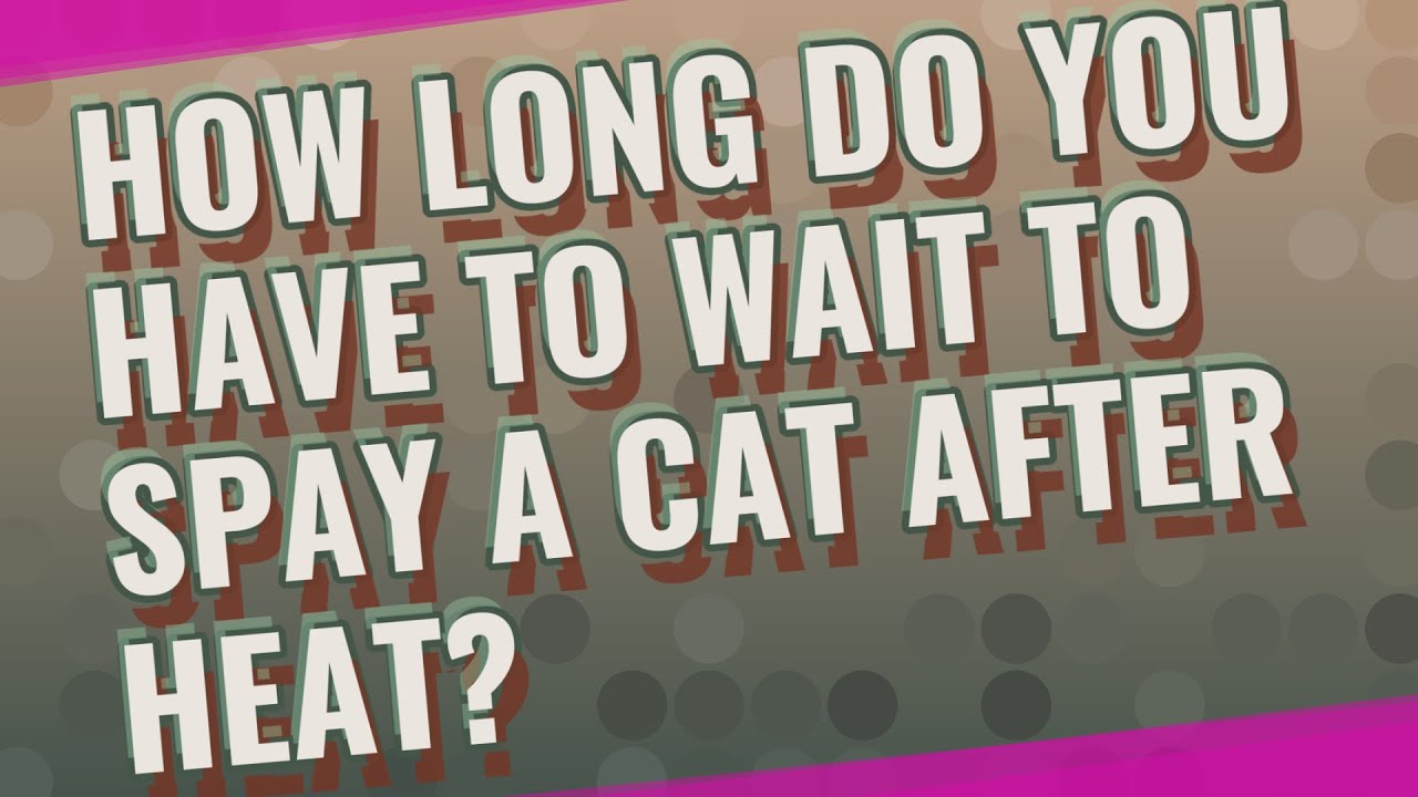 How long do you have to wait to spay a cat after heat? - YouTube