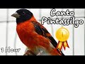 Canto Pintassilgo venezuelano 2020 - Pintassilgo Cantando Red Siskin Singing [1 HOUR]