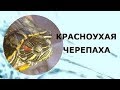 Красноухая черепаха. Правильный уход за панцирем.