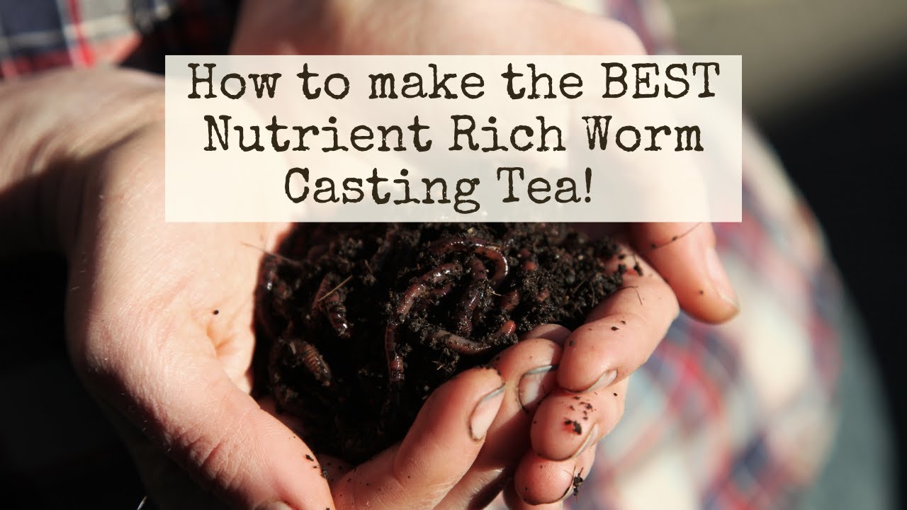 How to make the BEST nutrient rich Worm Casting Tea! Helps plants