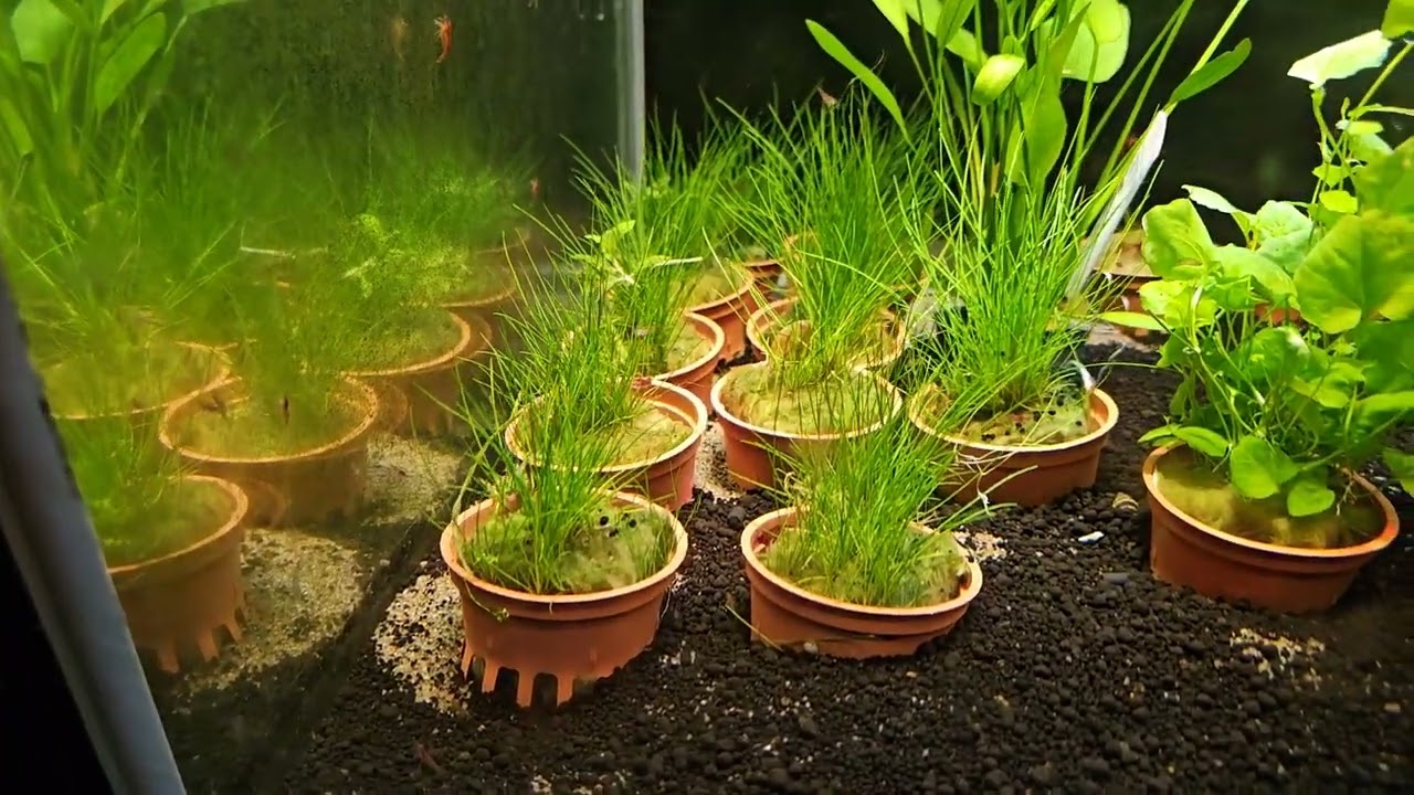 Fredagsfilm - Planter, planter, planter og lidt fisk!