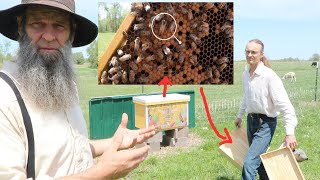 Stealing a QUEEN BEE from a ACTIVE HIVE! Oldest way to extract HONEY