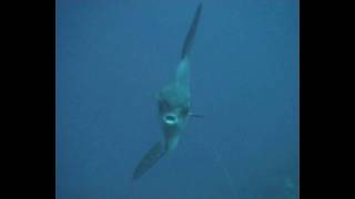 Bali Mola Mola 2008 - Dive 2000
