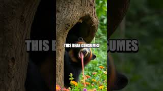 Sloth Bear vs. Sun Bear