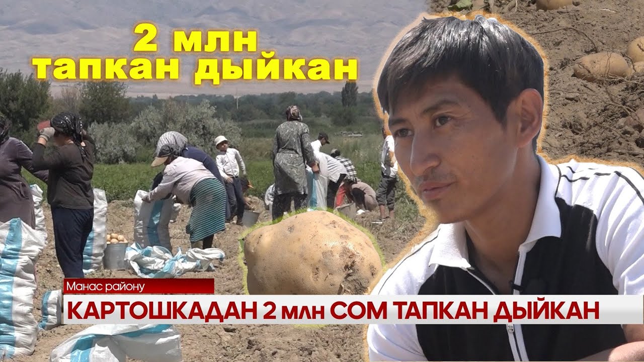 КАРТОШКАДАН 2 млн СОМ ТАПКАН ДЫЙКАН