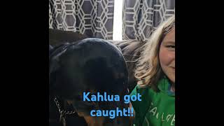 Kahlua has been busted!! #dog #dogs #doglover #doglovers #dogshorts #rottweiler #doglife #dogowner