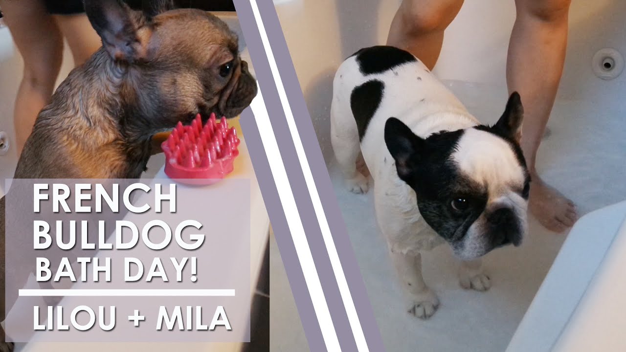 FRENCH BULLDOG BATH | BATH DAY | DOG BATH | FUR BABY BATH | LILOU AND ...