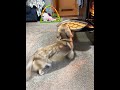 Cookies in the Oven