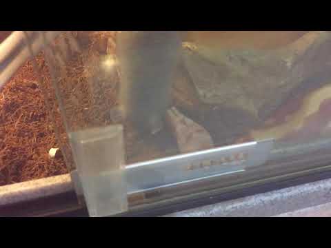 Beautiful blood python feeding slow mo